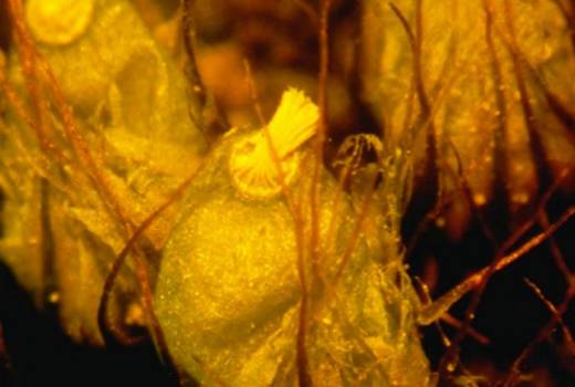 Diphyscium foliosum (Musci). Frquent sur les talus ombrags, acides et sablonneux de la Petite-Suisse Luxembourgeoise  Photo F. Hans