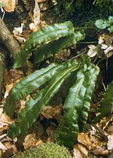 Hart’s-tongue (Asplenium scolopendrium L.) - © 2001 by Yves Krippel