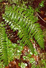 Hard Shield-fern (Polystichum aculeatum (L.) ROTH) - © 2000 by Yves Krippel