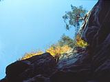 Scott’s Pine (Pinus sylvestris L.) on sandstone outcrops - © 1997 by Yves Krippel