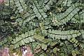 Lobed Maidenhair Spleenwort (Asplenium trichomanes subsp. pachyrhachis (H. CHRIST) LOVIS et REICHST.) - © 2001 by Yves Krippel